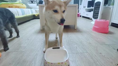 大狗吃羊奶视频,温馨一幕引网友热议