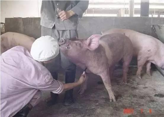 仔猪保育视频,仔猪保育关键步骤与实操技巧解析